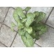 Planta Syngonium en Maceta Barro n14